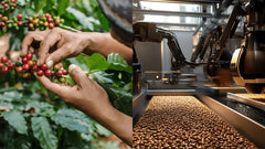 Specialkaffe vs. Kommersiellt producerat kaffe: Vad är skillnaden? - Barista och Espresso