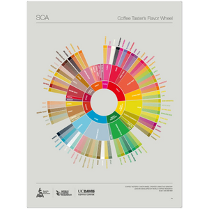 Anglais - Affiche de la roue des saveurs du dégustateur de café - SCA ESPRESSO GEAR